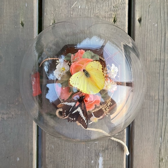Vintage Real Butterfly Taxidermy Solid Glass Dome Globe Wood Base - Picture 10 of 12
